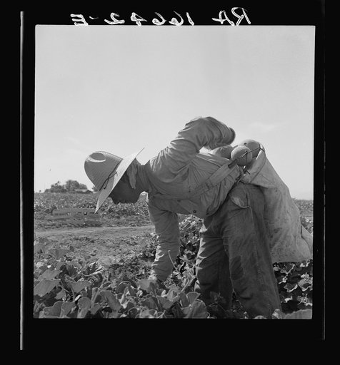 Mexican picking melons in the Imperial Valley, California