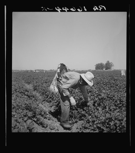 Mexican picking cantaloupes in the Imperial Valley, California. This is highly skilled labor