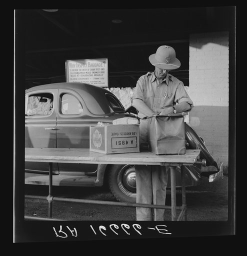 California state plant quarantine inspector examining baggage for insect pests. Arizona