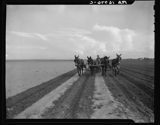 West Texas farmer replanting cotton. Had three inches of rain which washed out the first crop. Near Stanton, Texas