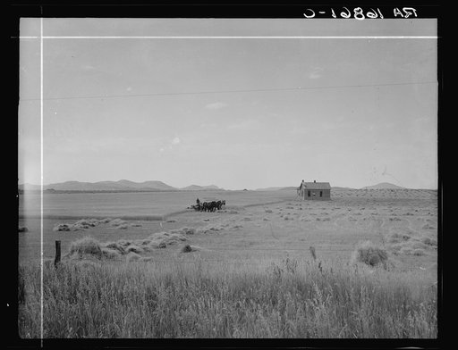 Abandoned tenant house and large-scale wheat field near Kincaid, Texas