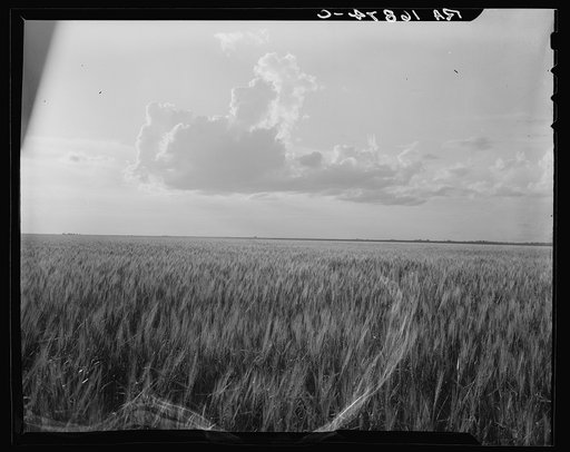 Oklahoma wheat