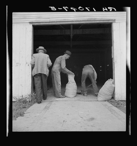 Farmers sack mixed grasshopper bait for use on their farms to control the pest. Oklahoma City, Oklahoma