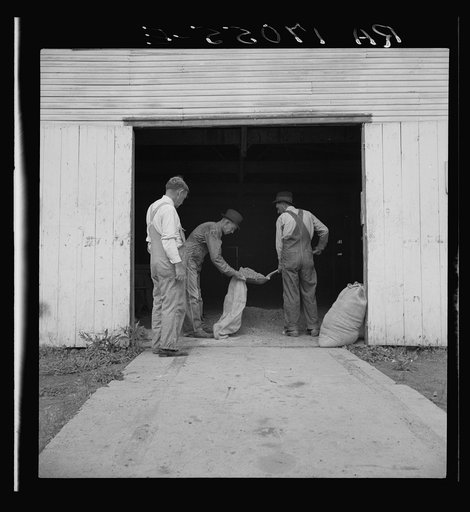 Farmers sacking grasshopper bait. Oklahoma City, Oklahoma