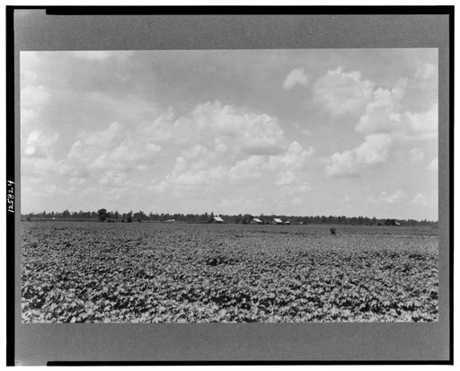 The Delta landscape is dotted with cotton cabins for sharecroppers. Washington County, Mississippi