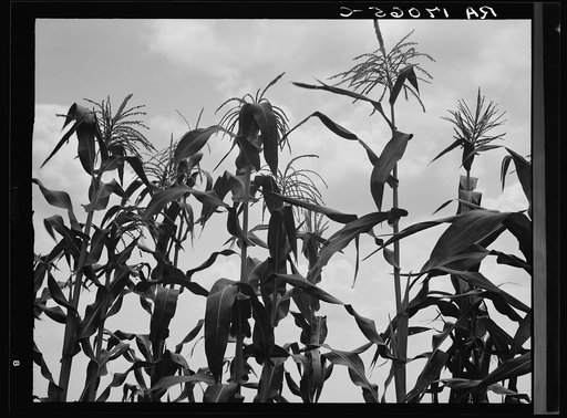 Corn. Washington County, Mississippi