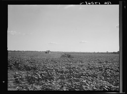 Houses dot the fields, abandoned before the march of the tractor. Aldridge Plantation near Leland, Mississippi