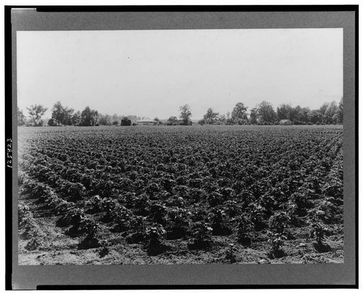 Check row planted cotton. Touchberry Plantation, Issaquena County, Mississippi. This method, long used in corn in order to permit cross cultivation, eliminates as much as two thirds of the usual hand hoeing costs