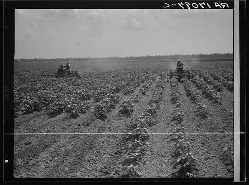 Tractors cultivating cotton. Twenty-two tractors have replaced 130 tenant families on the Aldridge Plantation, near Leland, Mississippi