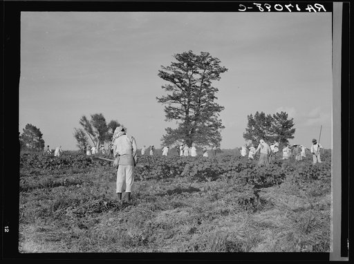 A crew of 200 hoers were brought to the Aldridge Plantation to hoe cotton at a dollar a day. Many of these are ex-tenant farmers