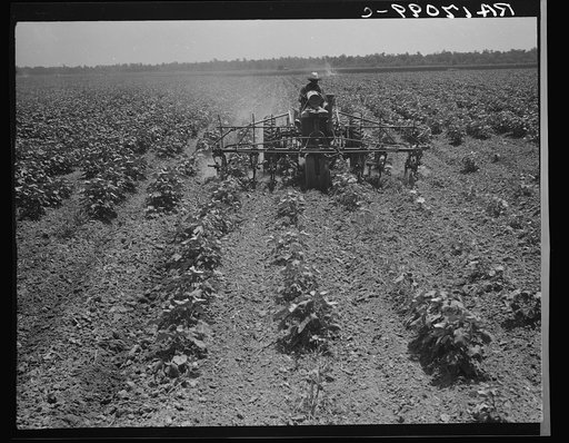 Tractor on the Aldridge Plantation, Mississippi. One man and a four-row cultivator does the work of eight men and eight mules under the one man-one mule system which is still common