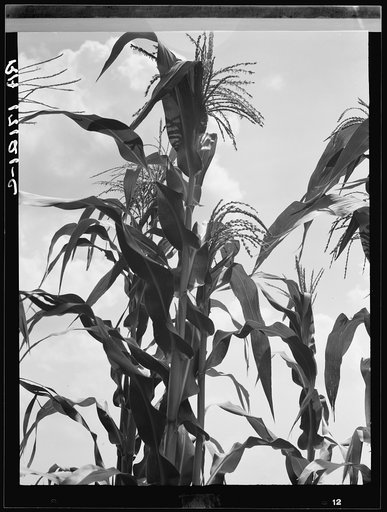 Corn. Washington County, Mississippi