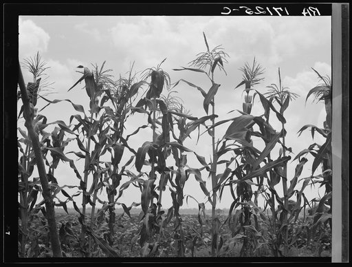 Corn. Washington County, Mississippi