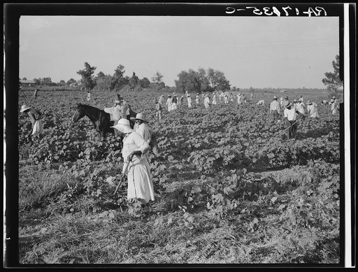 A crew of two hundred colored hoers were brought to the Aldridge Plantation to hoe cotton at one dollar a day. Many of them are ex-tenant farmers. Near Leland, Mississippi