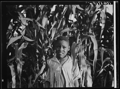 Young Negro boy in the corn. Near Leland, Mississippi