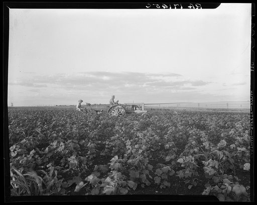 Mechanization proceeds by stages. Here the tractor pulls a riding plow. Next stages are two four-row cultivators cultivating more rows and eliminating the man on the cultivator, near Centrae, Texas