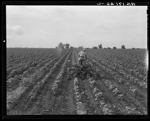 Tractor in cotton. Near Corsicana, Texas