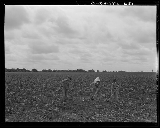 Day laborers hoeing cotton. Many tenant farmers become day laborers on mechanized farms. Near Corsicana, Texas
