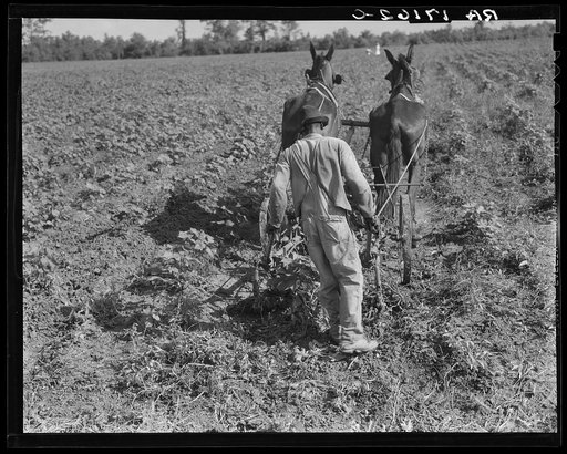 Sharecropper cultivating cotton with team. This is a step above the primitive method. Near Shreveport, Louisiana