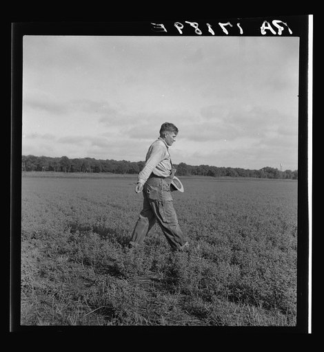 Tenant farmer spreading grasshopper bait in his alfalfa field, five miles from Oklahoma City, Oklahoma