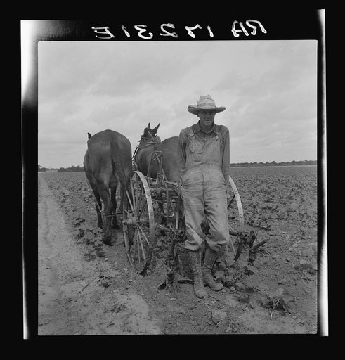 Ex-tenant farmer, now a day laborer on large cotton farm near Corsicana, Texas