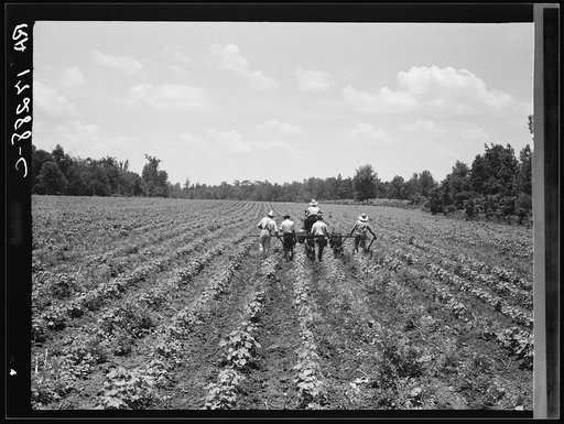 Delta cooperative farm. Hillhouse, Mississippi