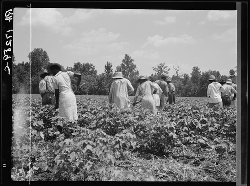 Cotton hoers on the Mississippi Delta. They worked from 6 a.m. to 7 p.m. for one dollar