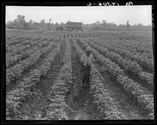Cotton. Coahoma County, Mississippi