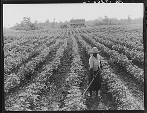 Cotton. Coahoma County, Mississippi