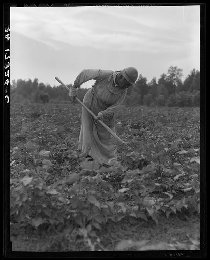 Mississippi Negress hoeing cotton. She was born a slave "two years before the surrender"