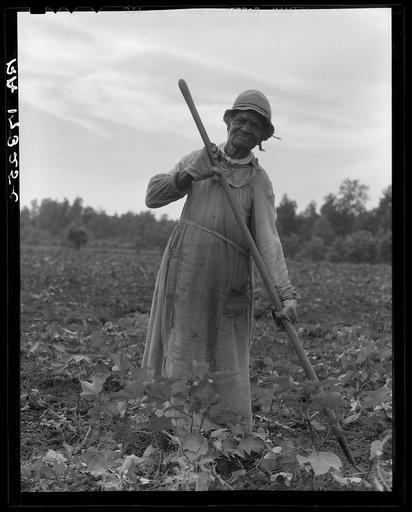 Mississippi Negress hoeing cotton. She was born a slave "two years before the surrender"