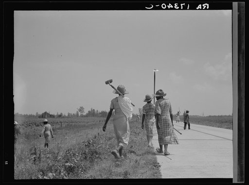 Cotton hoers (day laborers) move from one field across the highway to another. Mississippi Delta