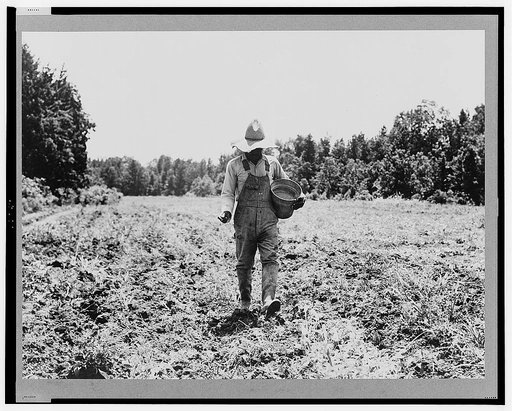 Planting corn in the community garden which supplies fresh vegetables to twenty-eight families. Delta cooperative farms. Hillhouse, Mississippi