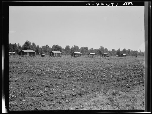 Delta cooperative farm cabins and cotton. Hillhouse, Mississippi, after one year of operation