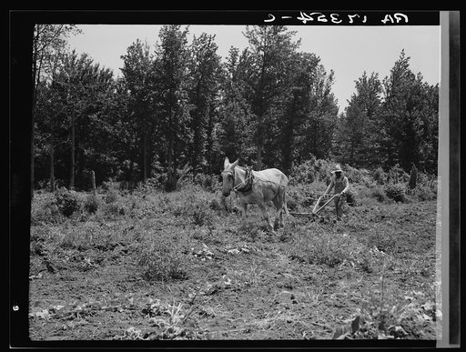 Working in the community garden which supplies fresh vegetables to twenty-eight families at the Delta cooperative farms. Hillhouse, Mississippi