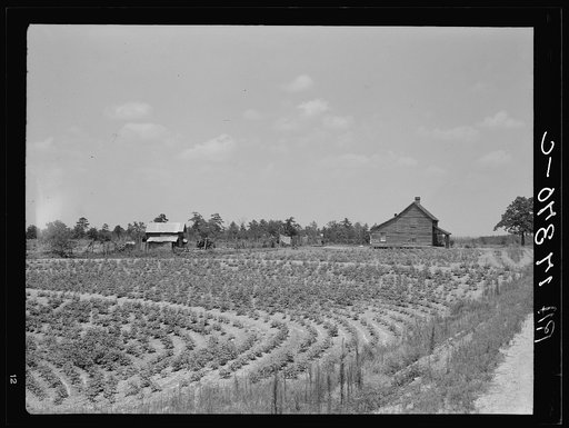 Sharecrop farm, Gaffney, South Carolina. In 1936 he raised seven bales on thirteen acres, half of which went to his landlord