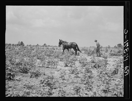 Oldest son of a sharecropper family working in the cotton. Chesnee, South Carolina