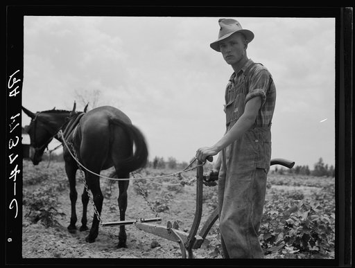 Son of sharecropper family at work in the cotton near Chesnee, South Carolina