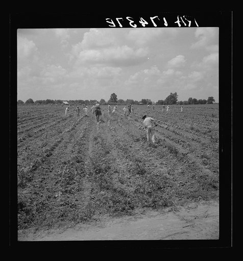 A crew of 200 hoers were brought to the Aldridge Plantation to hoe cotton for one dollar a day. Many of these are ex-tenant farmers
