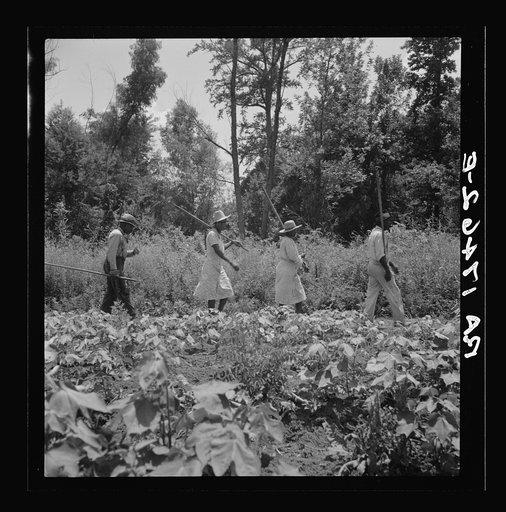 These cotton hoers work from 6 a.m. to 7 p.m. for one dollar near Clarksdale, Mississippi
