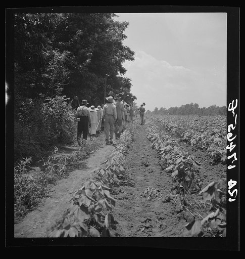These cotton hoers work from 6 a.m. to 7 p.m. for one dollar near Clarksdale, Mississippi
