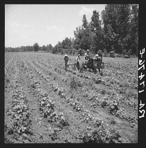 Cultivating cotton on the Delta cooperative farm. Hillhouse, Mississippi