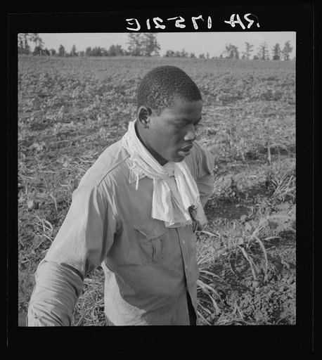 Cotton hoer. Coahoma County, Mississippi