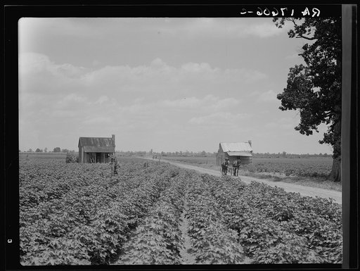 A cotton patch in the Delta area in Mississippi. This area produces 500,000 bales of cotton annually