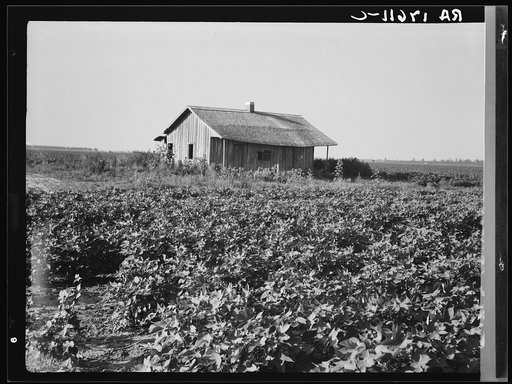 Cotton is planted close to the abandoned cabins whose occupants were displaced by power farming. Aldridge Plantation, Mississippi
