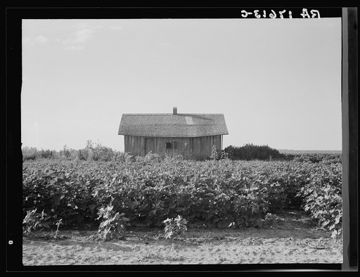 Cotton is planted close to the abandoned cabins whose occupants were displaced by power farming. Aldridge Plantation, Mississippi