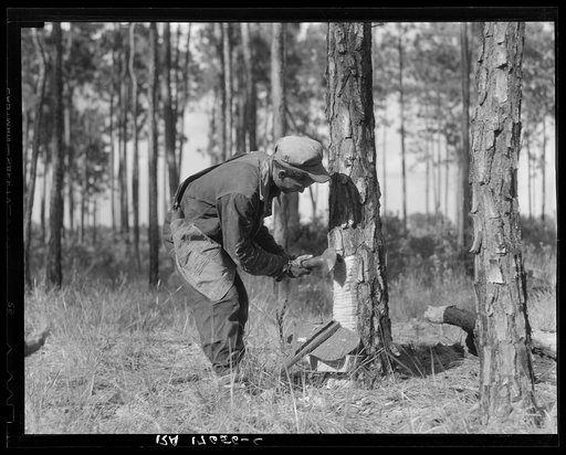 Turpentine worker. Georgia