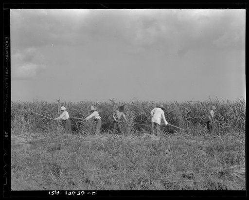 Hoeing sugarcane on plantation in Louisiana