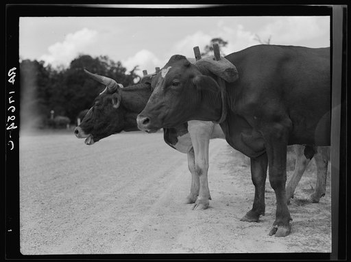 Ox team that hauls pulpwood. Bay Saint Louis, Mississippi