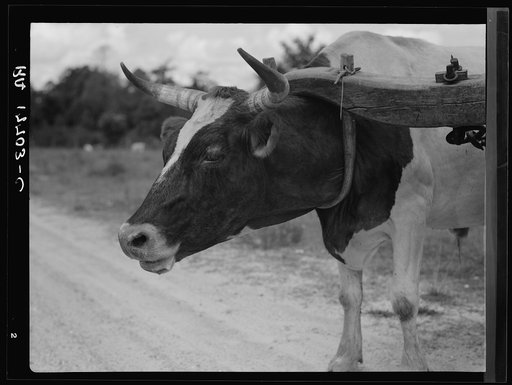 Ox team used to haul pulpwood. Mississippi